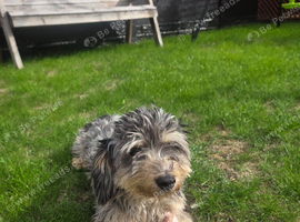 Dachshund for sale
