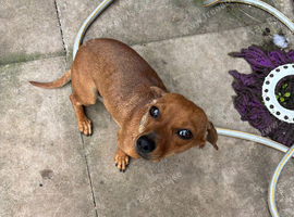Dachshund puppy