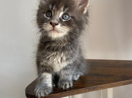 Blue smoke tabby Maine Coon boy