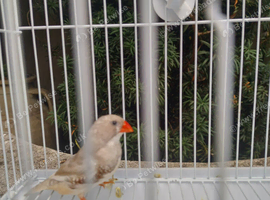 Male cock silver zebra finch