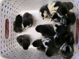 Pekin Bantam Chicks