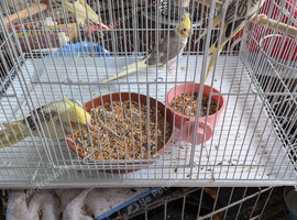 Aviary Cockatiels for sale
