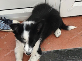 Border collie 13 weeks old