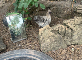 Silkie cockerels