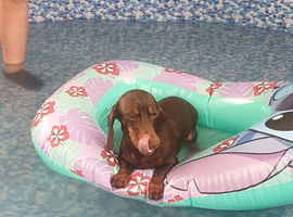 Male daschund