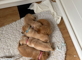 Beautiful Labrador retriever puppies for sale