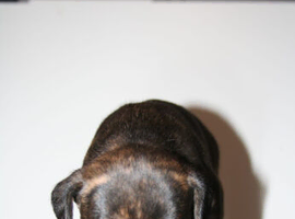 Border collie cross cane corso blondie puppies