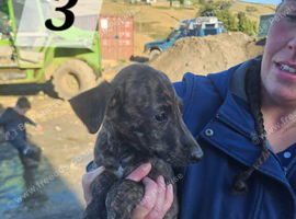 Lurcher Pup For Sale