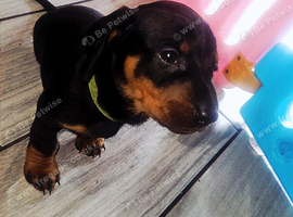 Dachshund puppys