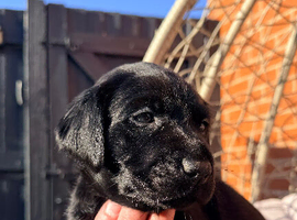 1 Female Black Labrador For Sale