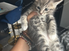 Ragdoll Cross