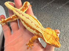 crested gecko