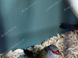 2 Sydney waxbill
