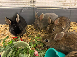 Netherland dwarf baby&rsquo;s