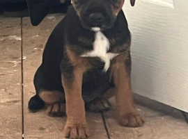 Border terrier pups