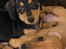 2 beautiful miniature smooth haired dachshunds