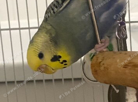 2 Budgies