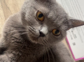 British shorthair kittens