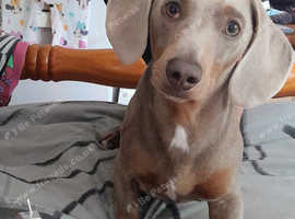 Stunning proven miniature daschund for STUD