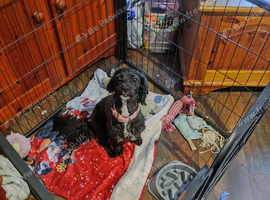 Shih Tzu cross