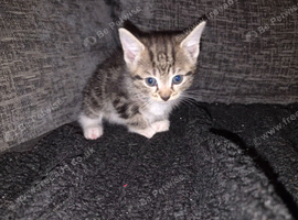 4 beautiful kittens