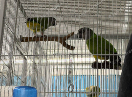 Breeding pair Senegal Glasgow