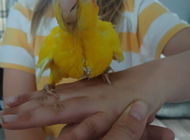 6 baby hand tame kakariki