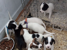 Jack Russel cross puppies