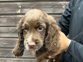Sprocker pups for sale