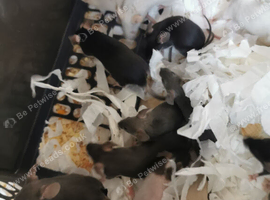 Fancy mice