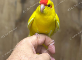Kakaraki parrot