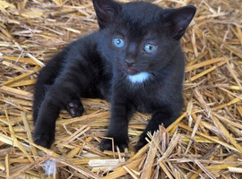 Farm kittens for sale (friendly)