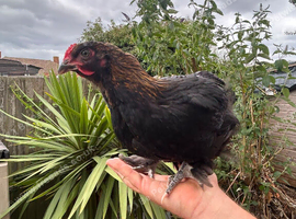 Brahma rooster