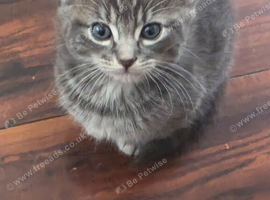 Half ragdoll kitten