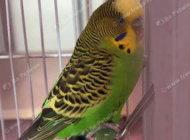 Two male and one female budgie