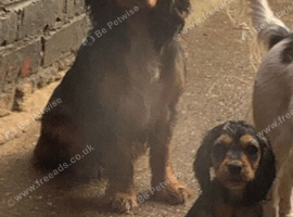 Cocker spaniels