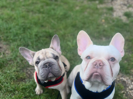 Puppy&rsquo;s for sale
