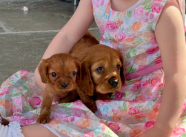 DNA Health and Breed Tested