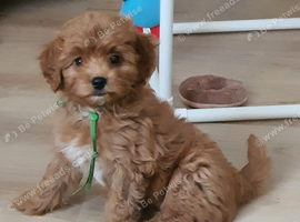 Red Toy Cavapoochon small puppies