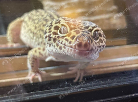 Alan the leopard gecko