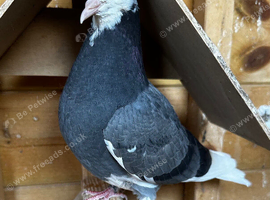 Birmingham rollers pigeons