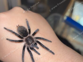 curly hair tarantula