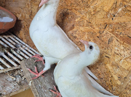 Pigeon