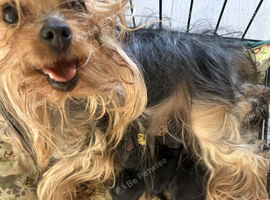 puppies for sale