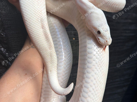 Black eyed Leucistic