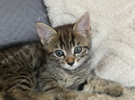 2 kittens left boy and girl