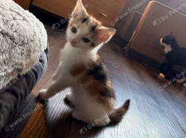 Kittens