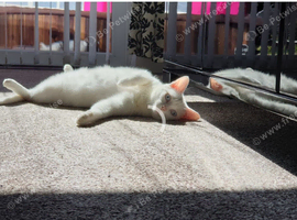 Need a loving home
