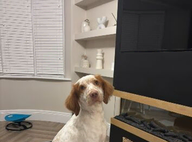 Rehoming of springer spaniel Rex