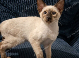 Cheeky Chocolate Siamese Kitten